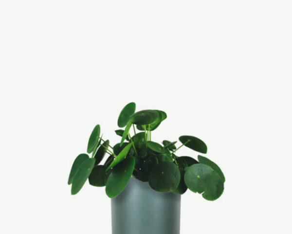 Pilea Peperomioides